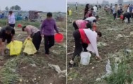 安徽500亩土豆被哄抢 民警要求种植户删帖：影响那么大，对你有利吗？
