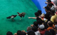 菲律宾15名警察涉嫌杀害超34名斗鸡作弊者