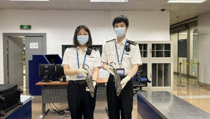 行李箱中藏鳄鱼！首都机场海关查获旅客违规携带标本2件