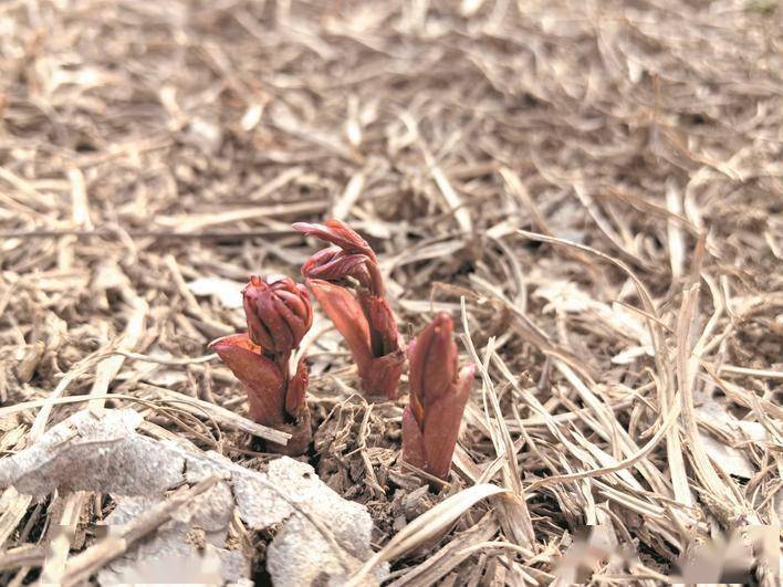 中医药产业规模达1852.5亿元 坐拥全球最大中药材交易中心 “药都”亳州：药企集体 “出海”见证国际化
