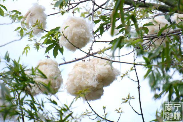 注意了！广西街头木棉飞絮似“白雪”，医生提醒→