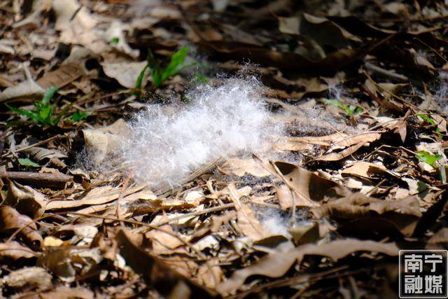 注意了！广西街头木棉飞絮似“白雪”，医生提醒→